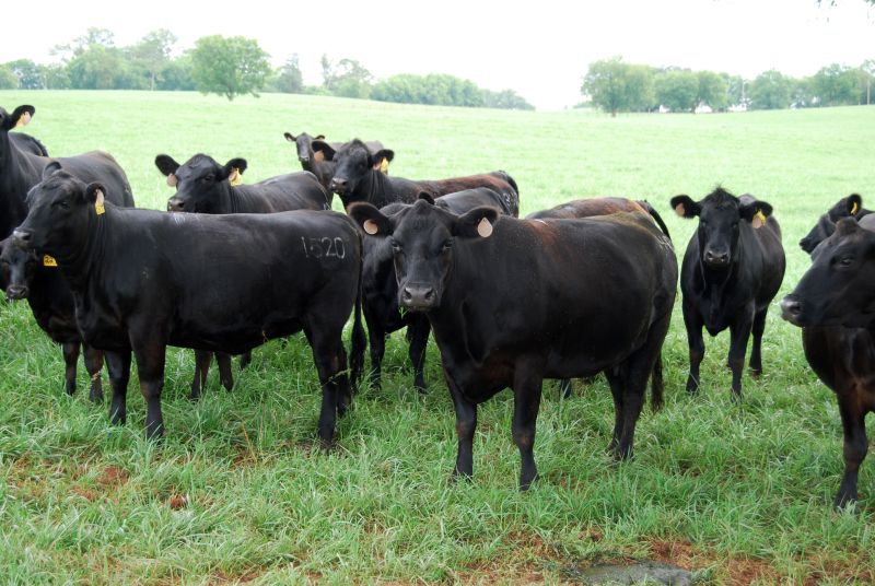Blount Unit East Tennessee AgResearch and Education Center