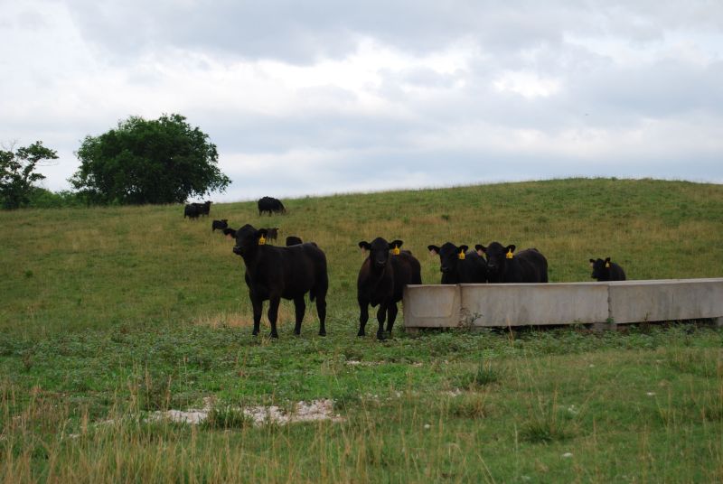 Registered Black Angus cattle