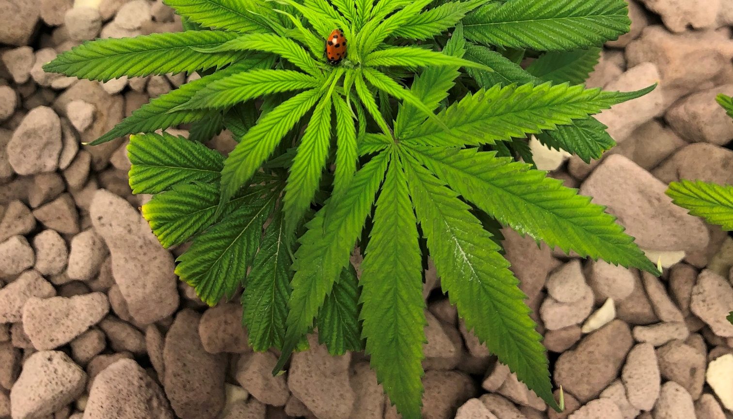 Hemp Plant with ladybug