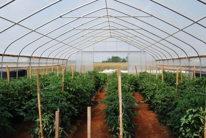 High tunnel tomatoes