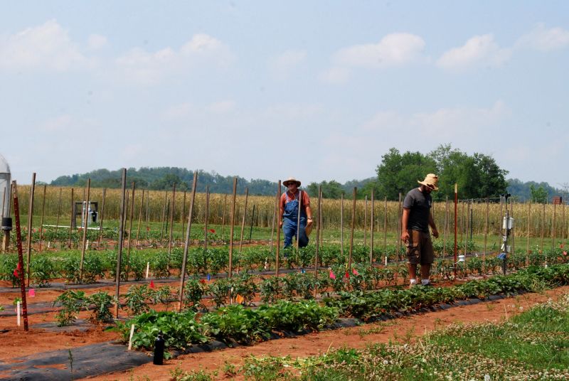 Student workers on the Organic Crops Unit