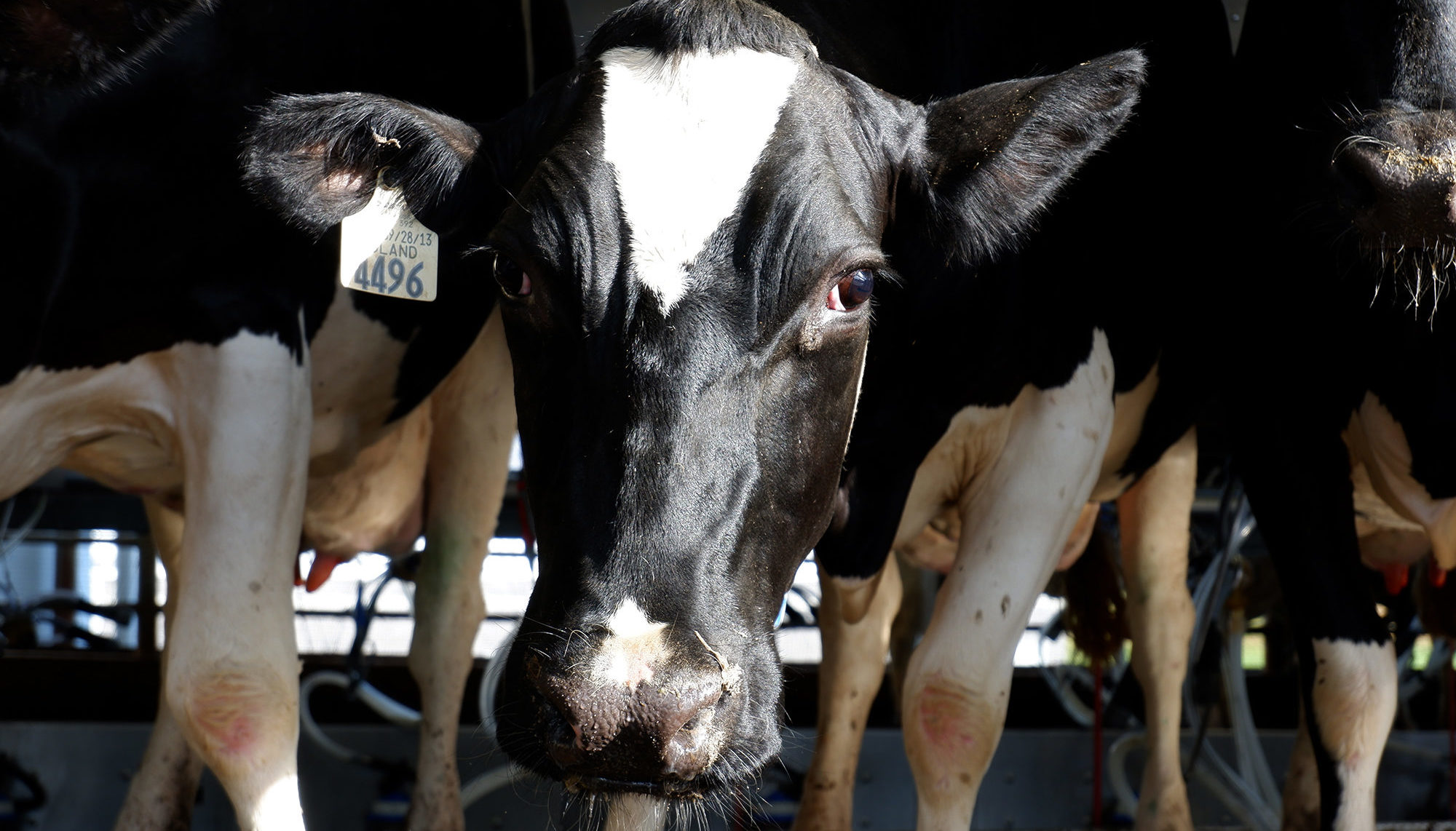 Dairy Cows on the East Tennessee AgResearch and Education Center