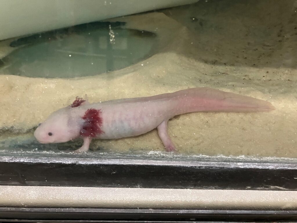 JARTU Research - Aquatics