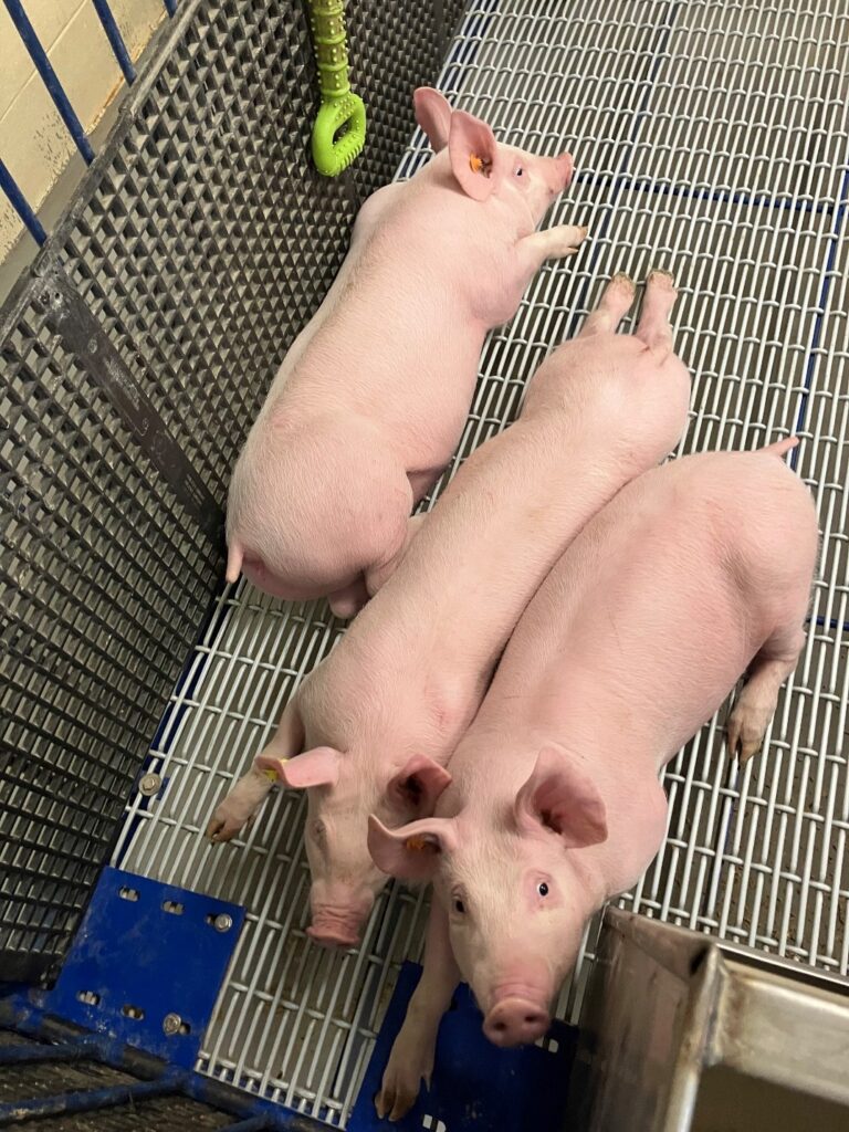 JARTU Research - Pigs