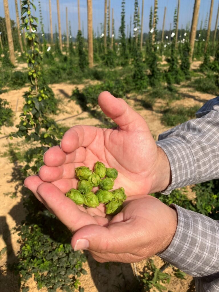 Buds harvesting from research crop