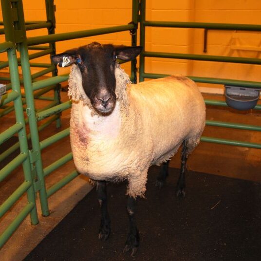 Sheep studies at JARTU Unit 