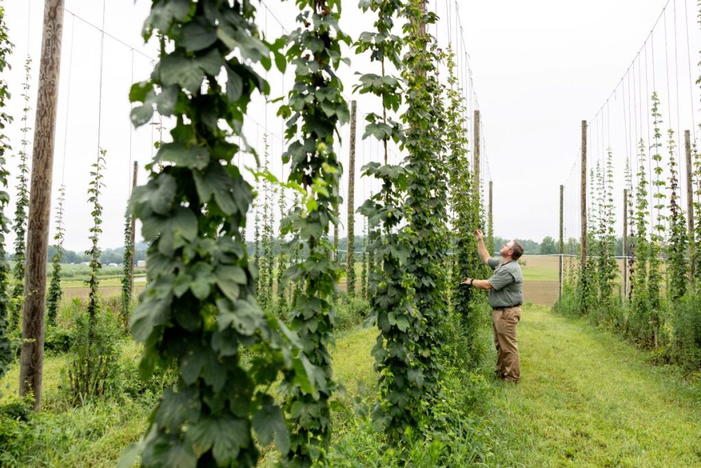 Growing Hops on the East Tennessee AgResearch and Education Center